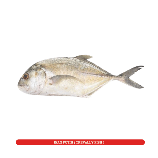 Ikan Putih