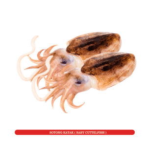 Sotong Katak
