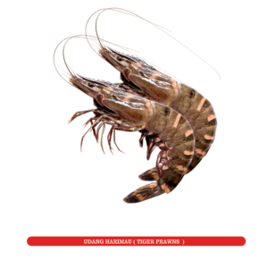 Udang Harimau