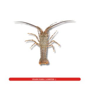 Lobster