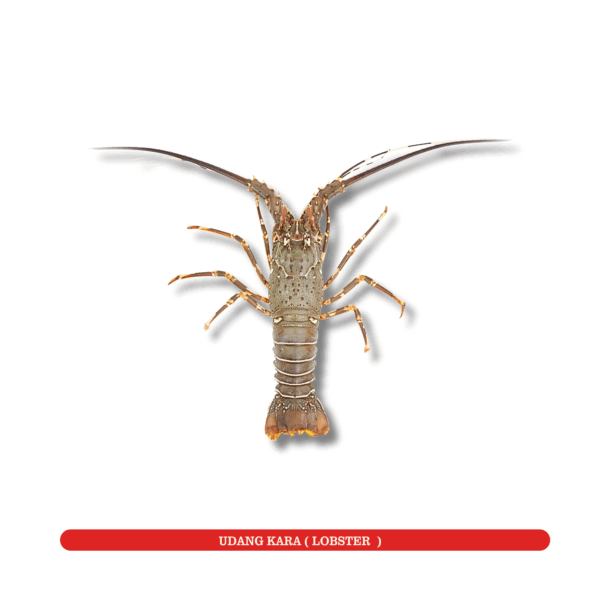 Lobster