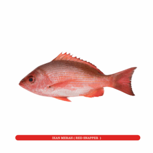 Ikan Merah