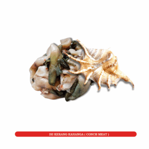 Isi siput Laut (Conch Meat)