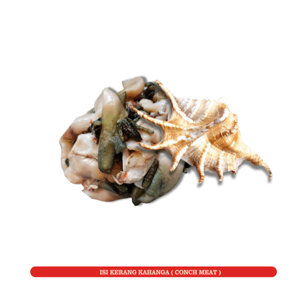 Isi siput Laut (Conch Meat)