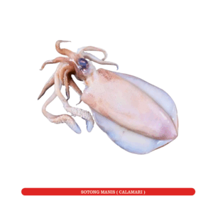Sotong Mengambang/Manis