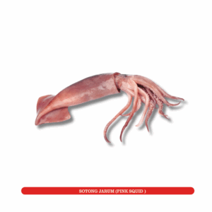 Sotong Jarum
