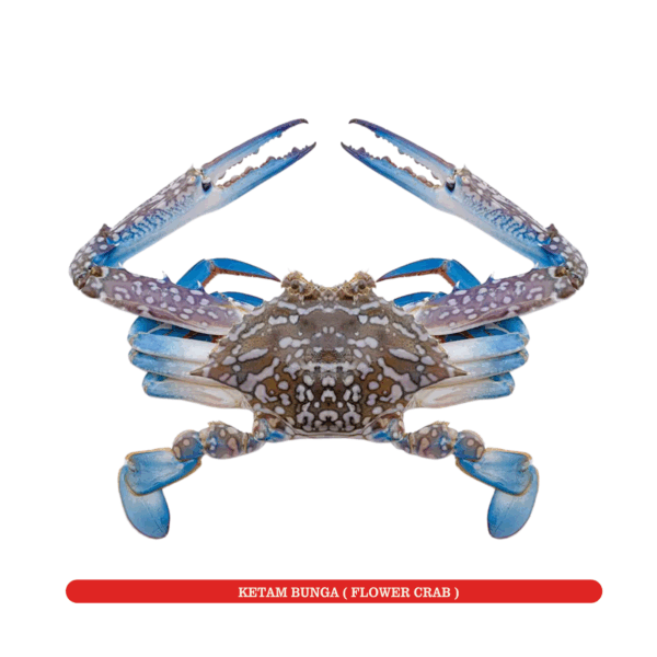 Ketam